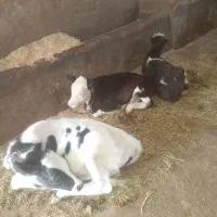 ۳عددگاو شیری