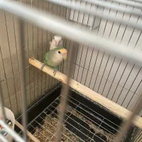 طوطی برزیلی|پرنده|مهاباد (آذربایجان غربی), |دیوار