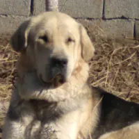 پژدر۱۷ ماهه|سگ|ماهدشت, |دیوار