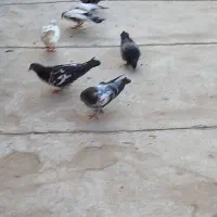 کبوتر