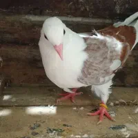 کبوتر|پرنده|رشت, دیانتی|دیوار