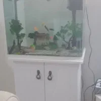 اکواریوم|ماهی|قوچان, |دیوار