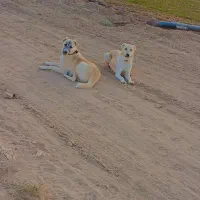 توله سگ فروشی