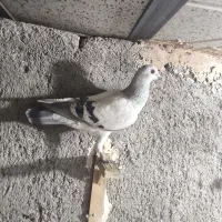 کفتر بوم|پرنده|مشهد, محمدآباد|دیوار