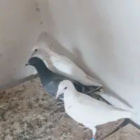 جفت جوجه سار کله هما وپولک نر