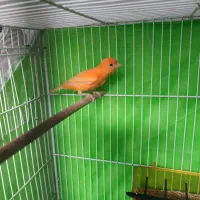 قناری نر جوانه میخونه ولی اماده جفت نیست