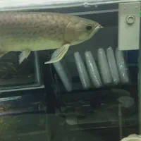 آروانا،سفره ماهی آکواریوم گلدفیش|ماهی|ملایر, |دیوار