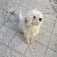 بچه پیدا شده