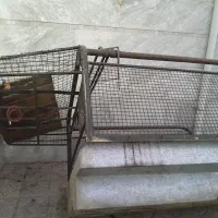 کفی وباربند
