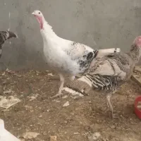 ۳ عدد بوقلمون ماده فروشی