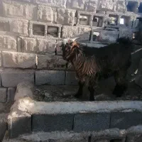 کهره نر ریز|حیوانات مزرعه|مرودشت, دولت آباد|دیوار
