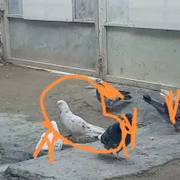 کبوتر گمشده