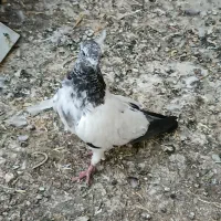 کبوتر