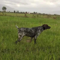 پوینتر آلمانی