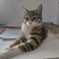 گم شده|حیوانات|رفسنجان, |دیوار