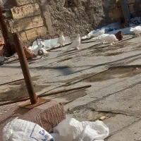 کبوتر ها|پرنده|باسمنج, |دیوار