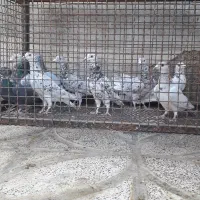سرورپلاکی|پرنده|شیراز, گویم|دیوار