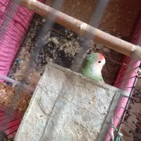 یک کوتله تخمه کزار