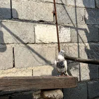 کفتر طوقی|پرنده|رودان, |دیوار