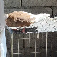 کبوتر|پرنده|مسجد سلیمان, |دیوار