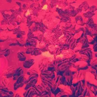 بلدرچین یک روزه ژاپنی تخم گذار