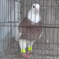 خروس|حیوانات مزرعه|قزوین, |دیوار