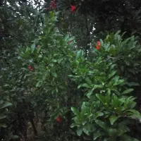 کود کفتر خشک و تمیز مخصوص درخت بادام