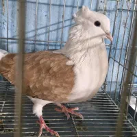 کبوتر شون زرد