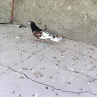 کفتر شهری غرقاب گل و جوجه کله