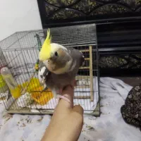 دو عدد عروس هلندی نر و ماده به فروش میرسد