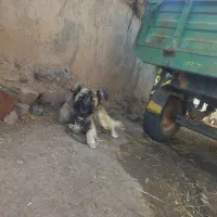 واگذاری سگ گله ای|سگ|اهر, |دیوار