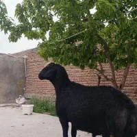 شیشک قوچ موسیم