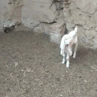 2عدد بز پاکستانی بزغاله عالی از همه نظر|حیوانات مزرعه|خلیل آباد, |دیوار