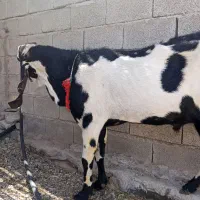 پای معاوضه هم بابزپنجاب