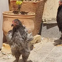 فروش مرغ وجوجه خروس برهما|حیوانات مزرعه|شیراز, قلعه نو|دیوار