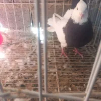 طوق شازده باطوق سیاه ماده