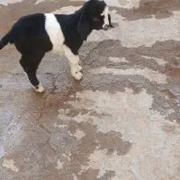 بزغاله|حیوانات مزرعه|سده (خراسان جنوبی), |دیوار