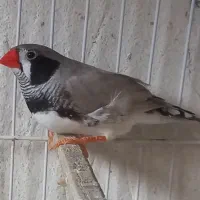 شارکول ماده  کروواتی ماده   لپ‌سیاه‌ونارنجی نر