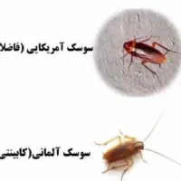 سمپاشی و ضد عفونی|خدمات نظافت|رشت, حاجی آباد|دیوار