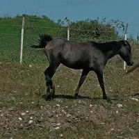 فروش کره نر