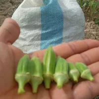 بامیه ریز سبز وتازه