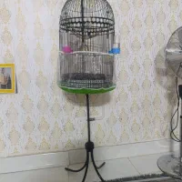 قفسه سالم پایه همراه عروس هلندی