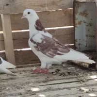 پرشی تیکه پاره تهرانی