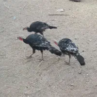 فروش بوقلمون