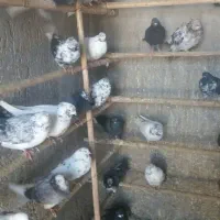 فروش تعدادی کبوتر گنجه بر