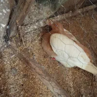 یک عدد یهودی زرد هیکل 500