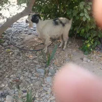 3تا گوسفند تالی دونه ای ۱۴