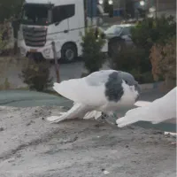 کفتر شهری یال سبز نر و یال سبز گلدار  ماده|پرنده|شیراز, ارم|دیوار