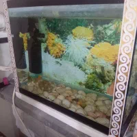 اکواریوم سالم|ماهی|بومهن, |دیوار