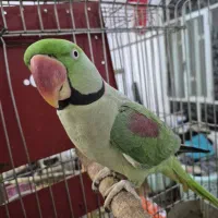 شاه طوطی گمشده|حیوانات|امیدیه, |دیوار